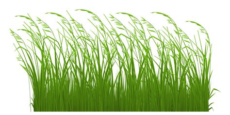 Tall Grass Vector at GetDrawings | Free download