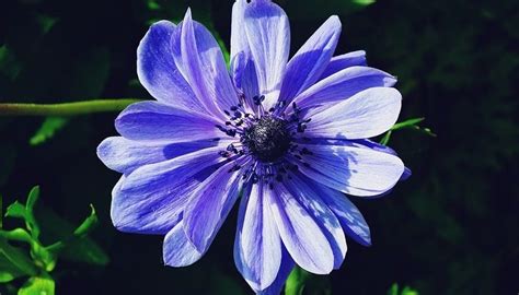 Anemone Flower – Meaning, Symbolism and Colors