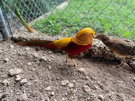 Ornamental Pheasants Rare Pheasant Chicks Cackle Hatchery®