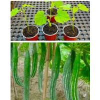 Snake Gourd Seedlings Padwal Padavalanga Potlakaaya Padwal Potlakaaya