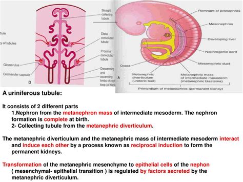 PPT Development Of Urinary System PowerPoint Presentation Free