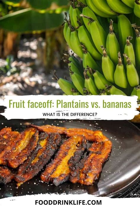 Plantains Vs Bananas Unveiling The Delicious Differences