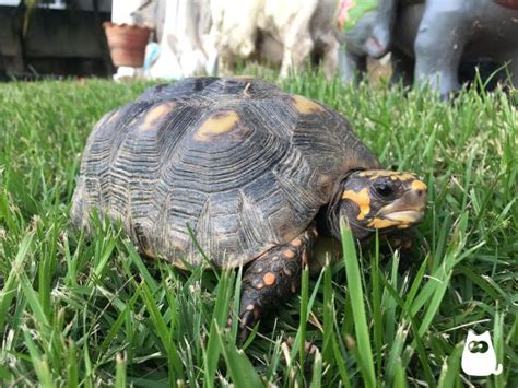 La Tortuga Como Mascota Gu A Completa De Cuidados Alimentaci N Y M S