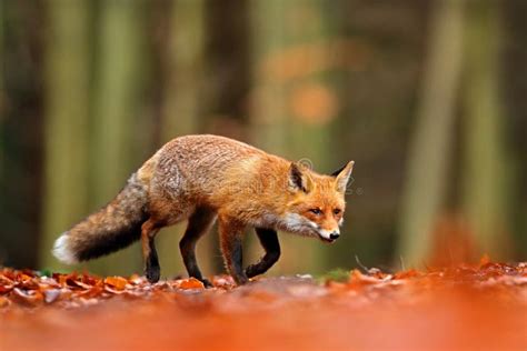 Fox Vermelho Bonito Vulpes Do Vulpes No Animal Bonito Da Floresta Da