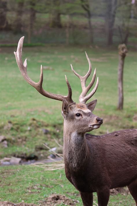 Antler Wild Forest Free Photo On Pixabay Pixabay