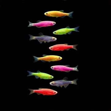 Glofish Danios Are Hardy And Active Fish With A Whole Lot Of Color