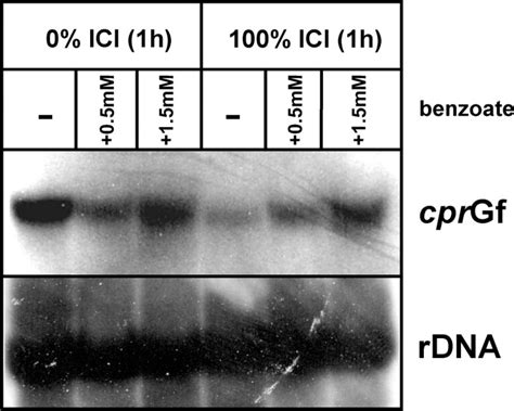 The NADPH Cytochrome P450 Reductase Gene From Gibberella Fujikuroi Is