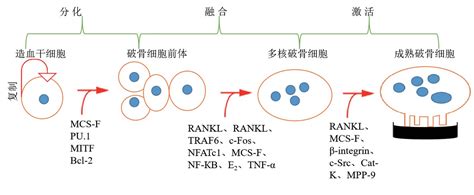 组蛋白修饰在oc分化中扮演的角色综述细胞生物学论文学术堂