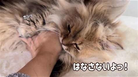 腕にしがみついて離れない甘えん坊の短足猫！ Youtube