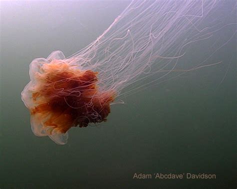 Lion's Mane Jellyfish - vic high