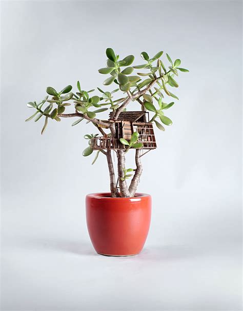 Miniature Tree Houses For Plants Is Perfect Home For Fairies