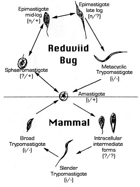 Figure 1 From International Journal For Parasitology 31 2001 472481