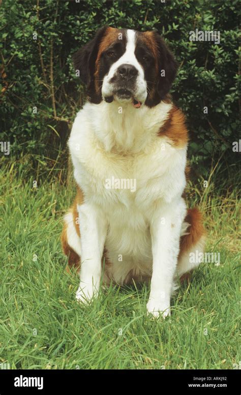 St Bernard Dogs Hi Res Stock Photography And Images Alamy