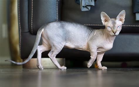 Download Wallpapers 4k Sphynx Domestic Cat Cute Animals Cats Gray