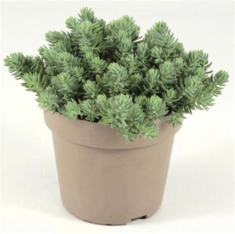 Grow By Obi Fetthenne Topf Ca Cm Sedum Kaufen Bei Obi