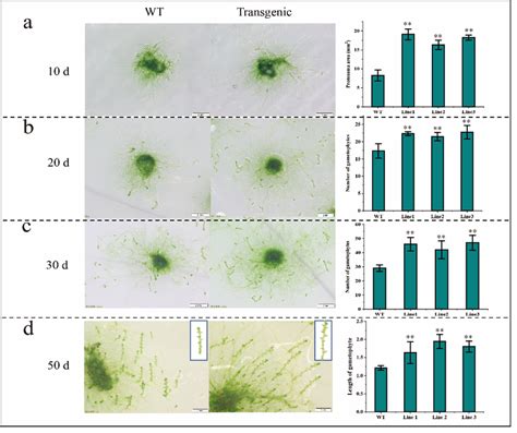 Phenotype Of Wild Type And BaZFP1 Overexpressing Lines Of Phenotype And