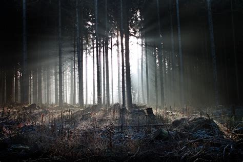 Coniferous Forest 01 Torsten Spiller Flickr