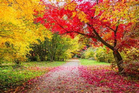 Fall colors in the park stock image. Image of forest - 162338099