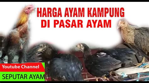 Harga Ayam Kampung Di Pasar Ayam Youtube