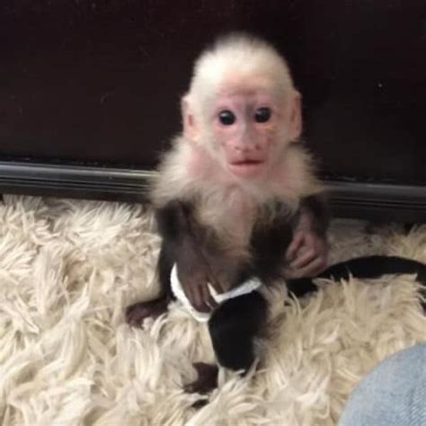 Best Female White Face Capuchin Monkey For Sale Canada Usa