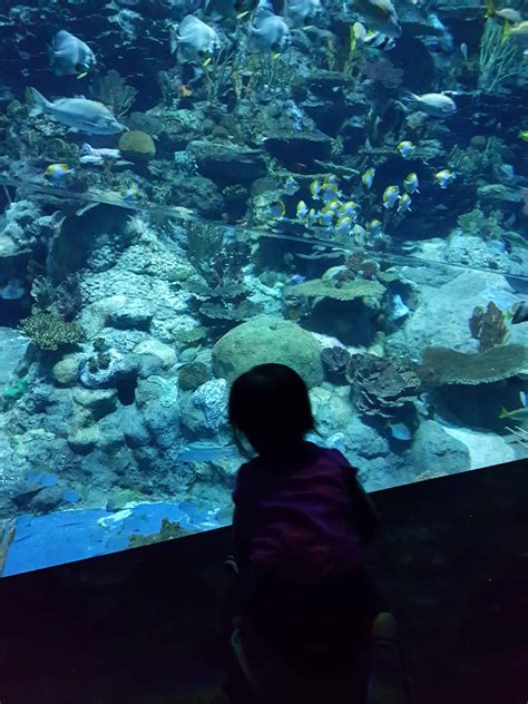 aquarium - Full Time Baby