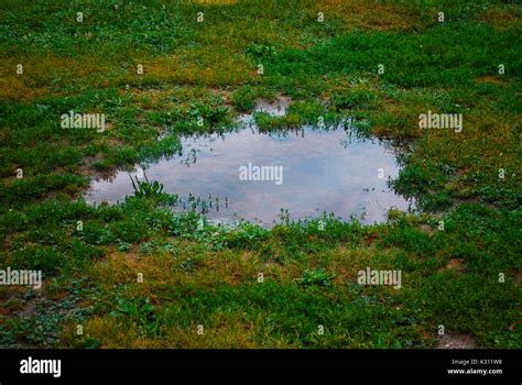 Puddle In The Forest Stock Photo Alamy