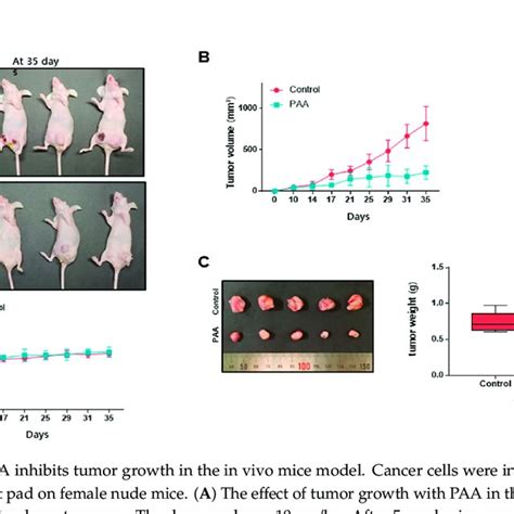 Paa Inhibits Proliferation Migration And Colony Formation And Induces Download Scientific