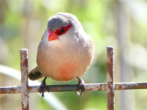 Helenaastrild St Helena Waxbill Axart Birds Nature And Art