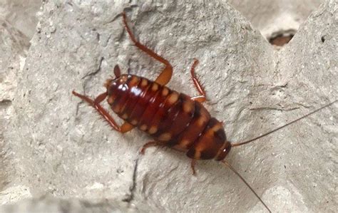 9 Easy & Effective Cockroach Prevention Tips For Bettendorf Homeowners ...