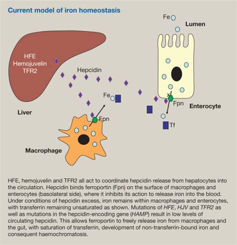 Haemochromatosis Medicine