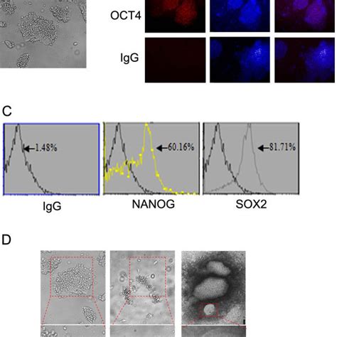 Characterization Of IPS Cells A General Morphology Of IPS Cells