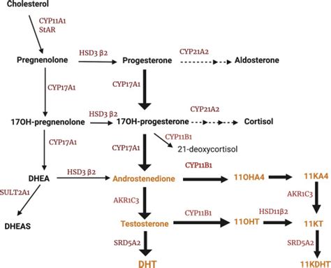 Congenital Adrenal Hyperplasia Pathway