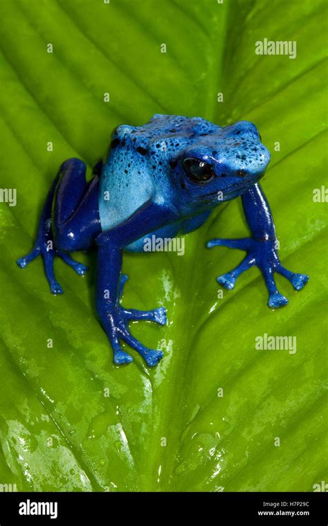 Blue Poison Dart Frog Dendrobates Azureus Very Tiny Poisonous Frog