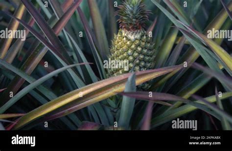 Fruit Bearing Plant Stock Videos Footage HD And 4K Video Clips Alamy