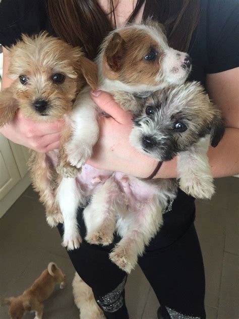 Jack Russell X Yorkshire Terrier Pups In Carlisle Cumbria Gumtree