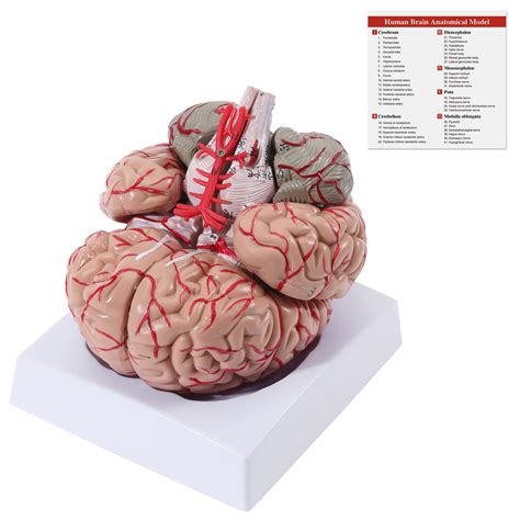 Buy Skumod Human Brain Artery Anatomical Model Life Size Medical Human