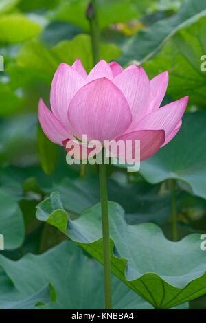 Flor De Loto Nelumbo Nucifera Se Llama El Loto Sagrado O El Loto Indio