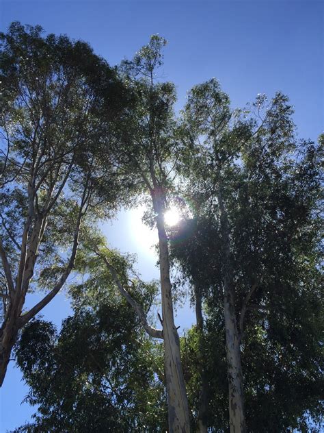 Banco De Imagens árvore Natureza Floresta Ramo Plantar Céu Luz