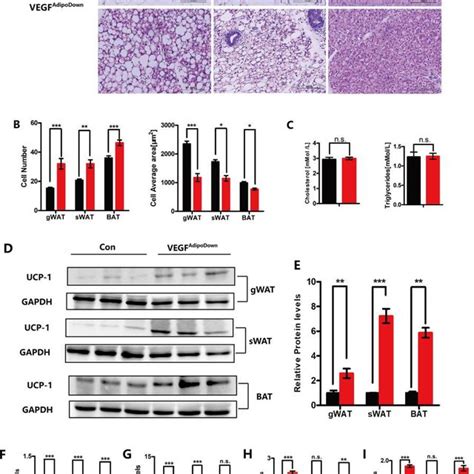 Structural Changes In Adipose Tissue Of Vegf Repressed Mice A