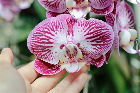 Hermosa Flor De Orquídea Púrpura En La Mano Imagen de archivo Imagen