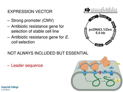 Ppt Protein Expression In Mammalian Cells ~ Techniques Workshop 23 May 2007 Powerpoint