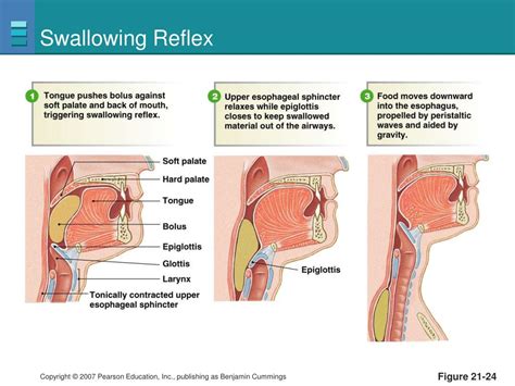 Ppt Digestive Hormones Powerpoint Presentation Free Download Id