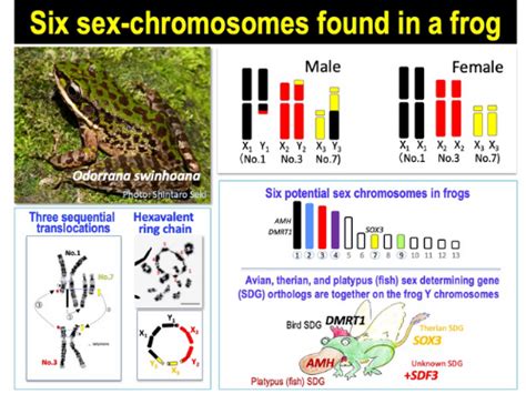 Rosa Rubicondior Evolution News Evolution Of Sex Determination