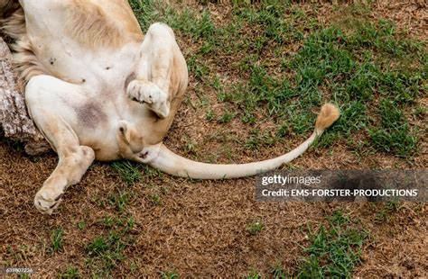 White Albino Lion Are Lying Around And Sleeping In The Nature South ...