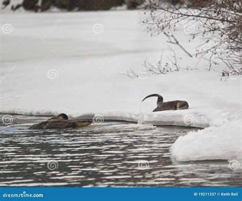 Otters Playing In River Rocks Royalty-Free Stock Image | CartoonDealer ...