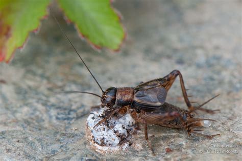 Orthoptera Ch Heuschrecken Bestimmungskurs I