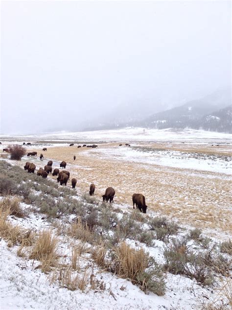 Winter arrives in the Lamar Valley, Yellowstone... | Mountain Views