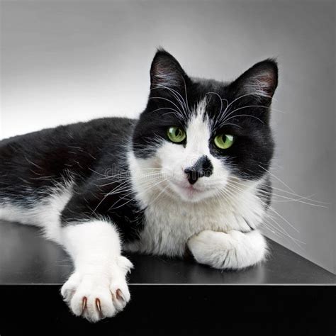 Black And White Cat Stock Image Image Of Pose Pawn 87502767