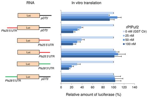 Recombinant Pfpuf Rpfpuf Represses Translation In An In Vitro