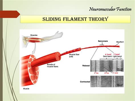 Neuromuscular Functions And Fatigue In Exercise Dr Nizam Shapie